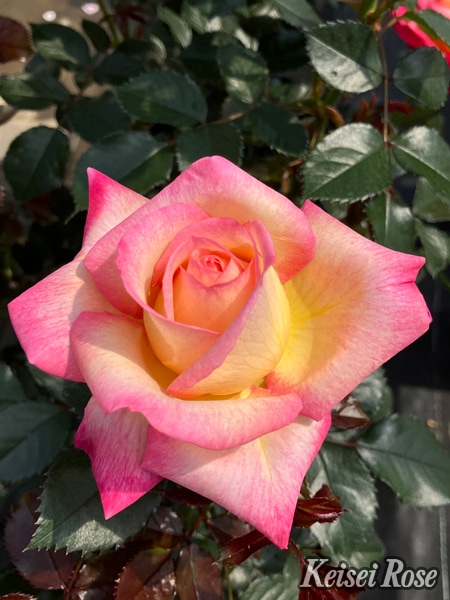 エンチャンティッド・ピース（大苗） 7号鉢植え 四季咲き大輪系