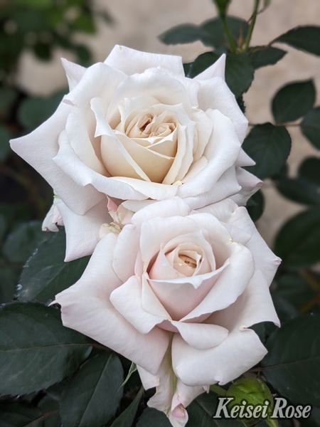 ルクソール（大苗予約）7号鉢植え バラ苗 ロサ・オリエンティス