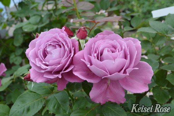 バラ苗 Roses,2024年秋～2025年春 新品種のバラ苗 | バラとハーブの