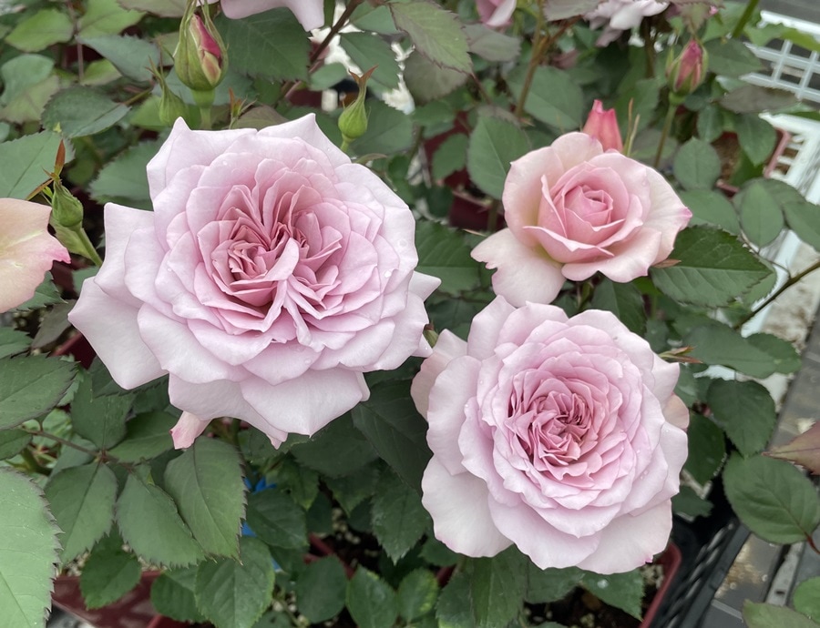 バラ苗 Roses,2024年秋～2025年春 新品種のバラ苗 | バラとハーブの