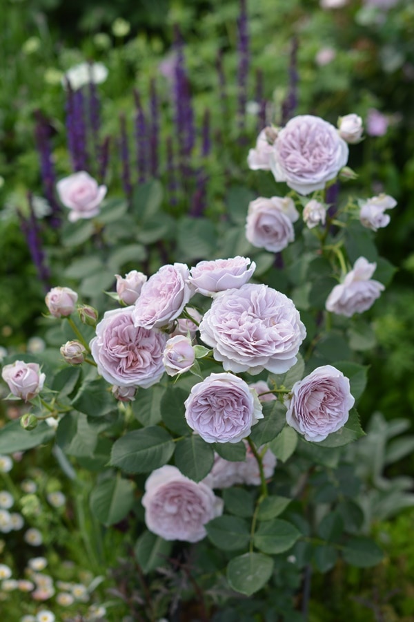 バラ苗 Roses,ブランド（ナーセリー）から選ぶ,日・ジャパニーズ