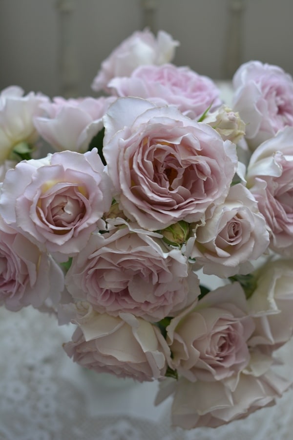 ローズうらら（大苗）7号鉢植え バラ苗 《農林水産省 登録品種