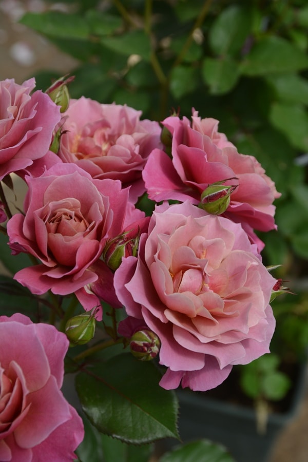 ルクソール（大苗予約）7号鉢植え バラ苗 ロサ・オリエンティス