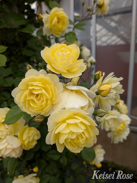 バラ苗 Roses,樹形や花色・花の大きさから選ぶ | バラとハーブの専門