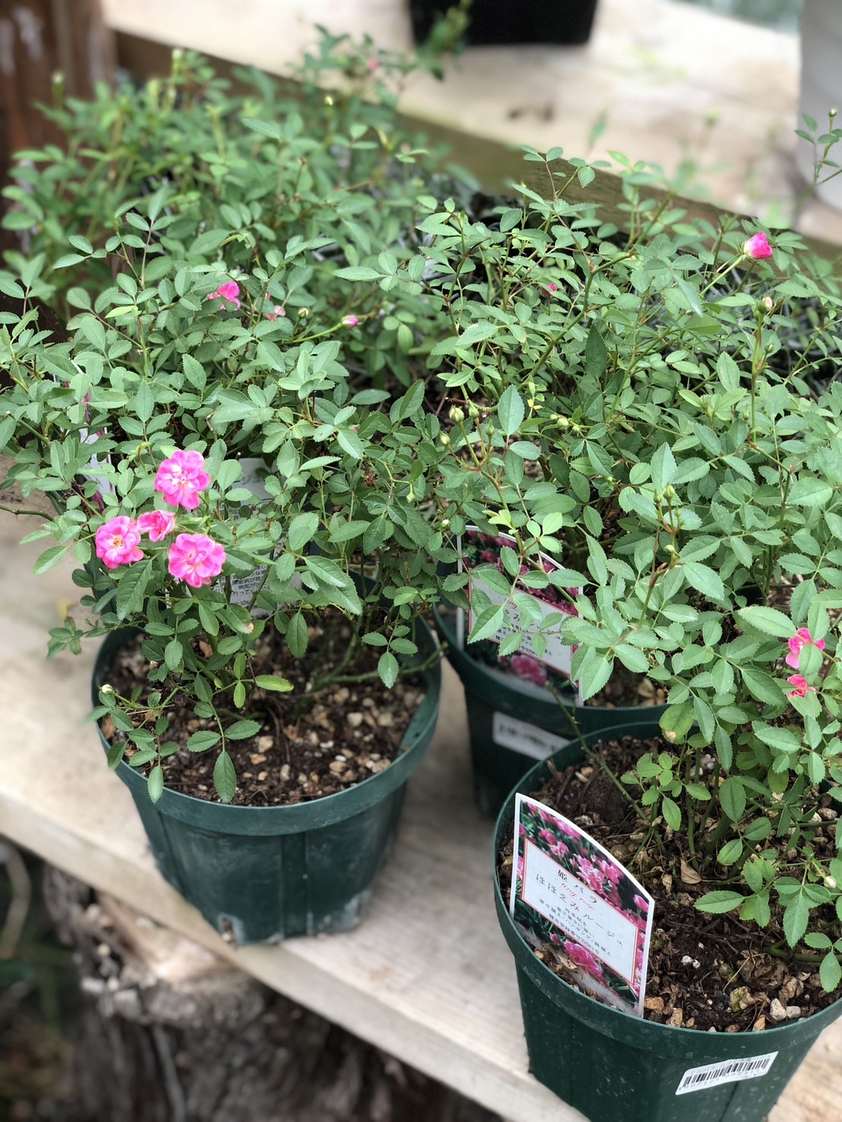 ミニバラ 'ほほえみルージュ' 5号鉢植え 四季咲き 姫バラ バラ苗（挿木
