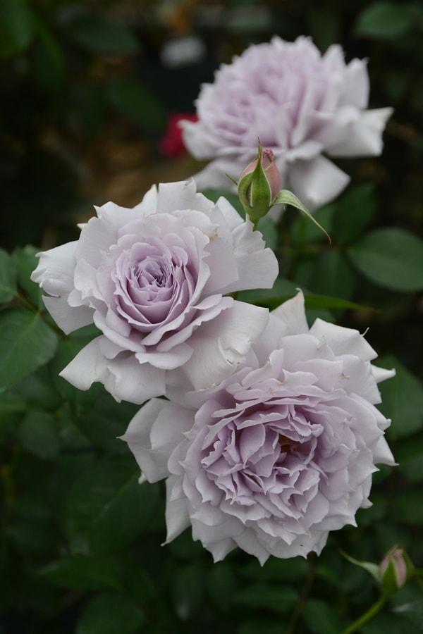 ザ・セレスティアル（大苗）7号鉢植え バラ苗 ロサ・オリエンティス