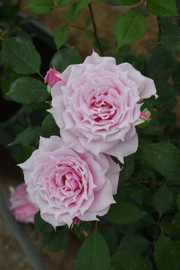 バラ苗 Roses,ブランド（ナーセリー）から選ぶ,日・ロサ・オリエン