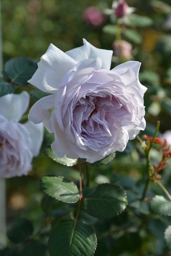 令の風（れいのかぜ）（大苗）7号鉢植え バラ苗 《農林水産省 登録品種