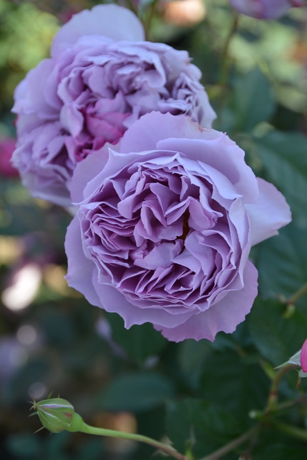 ポルト・ブルー（大苗予約）7号鉢植え バラ苗 ロサ・オリエンティス