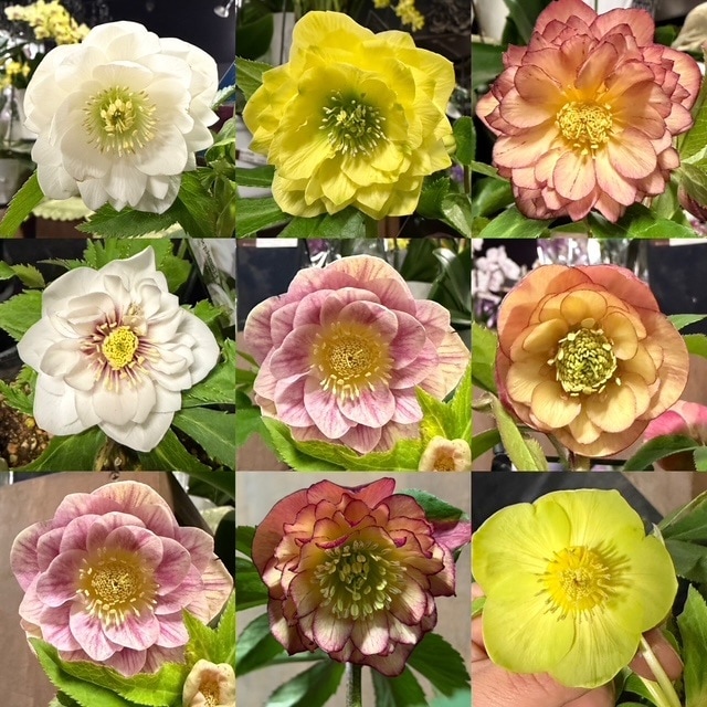 クリスマスローズ ウィンターシンフォニーシリーズ：セレクトミックス