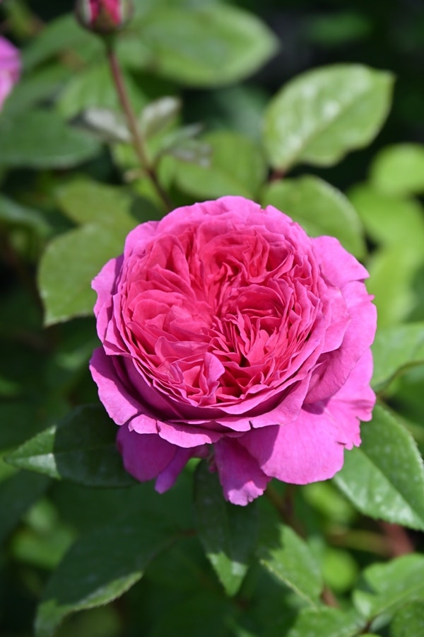 エメトワ（新苗予約）7号鉢植え デルバール（Delbard） フレンチローズ