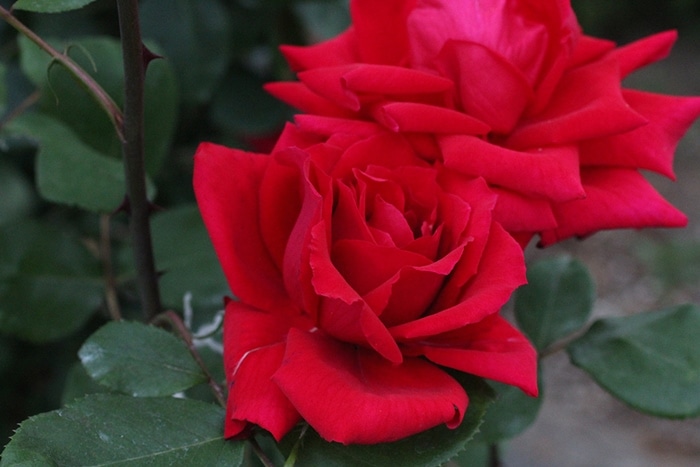 バラ苗 Roses | バラとハーブの専門ショップ 大神（おおが）ファーム