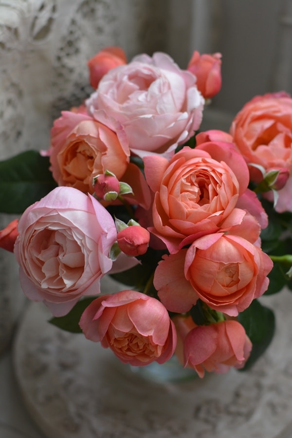 バラ苗 Roses,樹形や花色・花の大きさから選ぶ,シュラブ樹形（半つる性