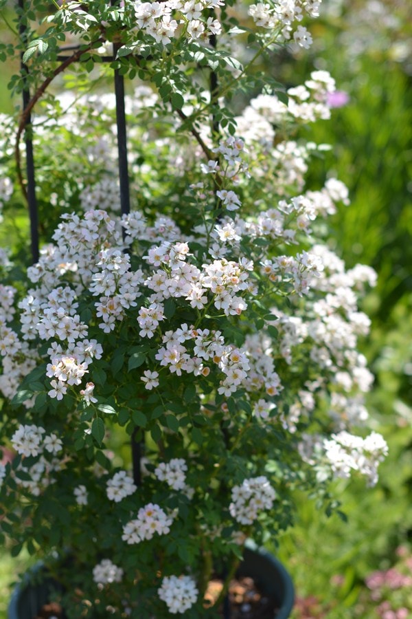 バラ苗 Roses,樹形や花色・花の大きさから選ぶ | バラとハーブの専門