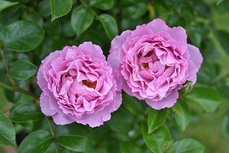 アレキサンドラ・ダビッド・ニール（大苗）7号鉢植え デルバール