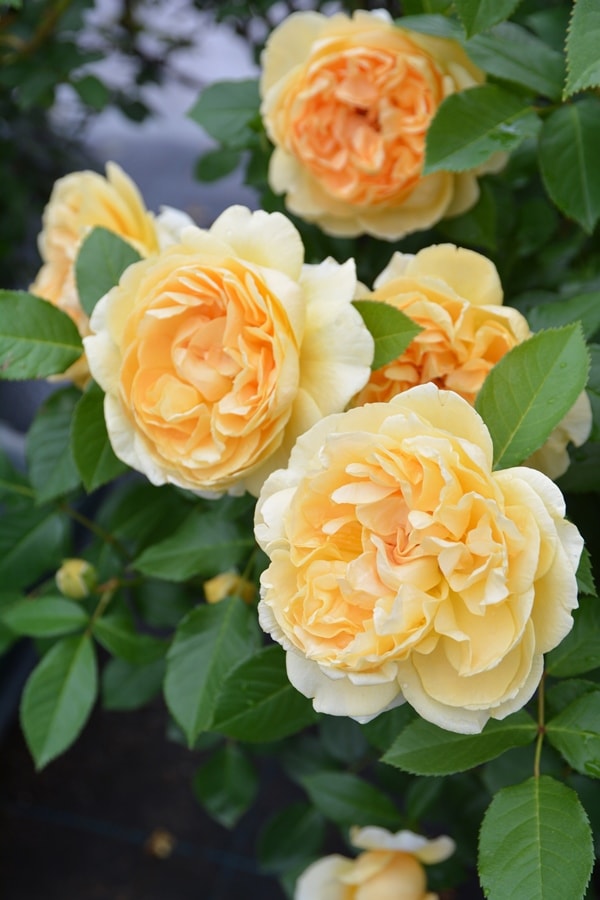 ディコン（大苗予約）7号鉢植え バラ苗 《農林水産省 品種登録出願中