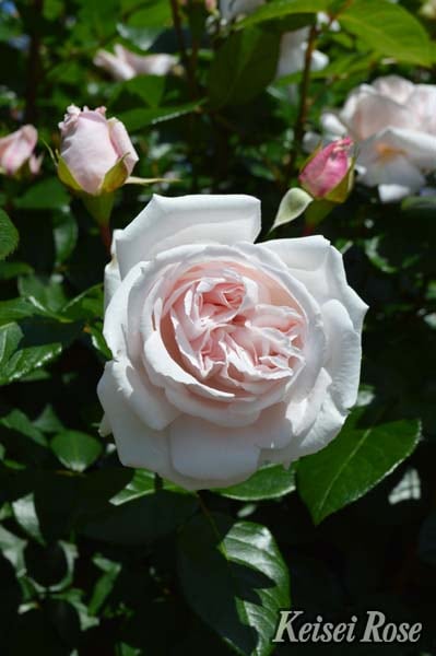 コンスタンツェ・モーツァルト（大苗）7号鉢植え バラ苗 《農林水産省