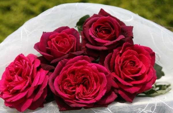 グレーフィン・ディアナ（大苗）7号鉢植え バラ苗 《農林水産省 登録