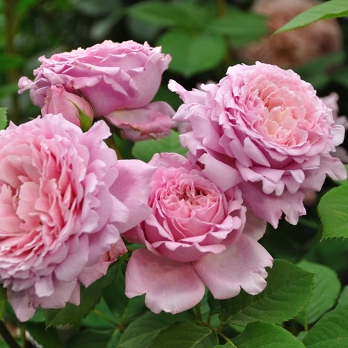 ビアンヴニュ（大苗）7号鉢植え バラ苗 《農林水産省 登録品種