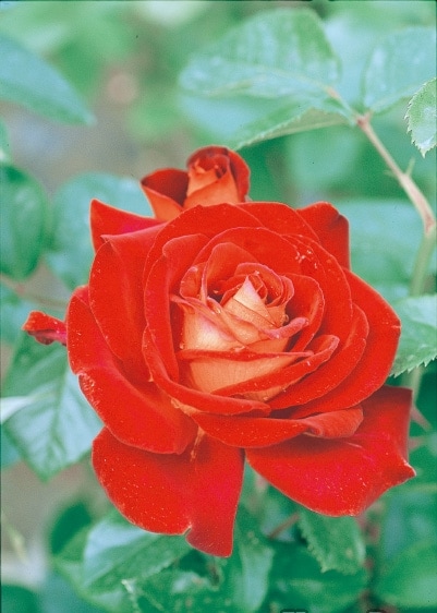 ピュール（大苗）7号鉢植え バラ苗 ロサ・オリエンティス プログレッシ