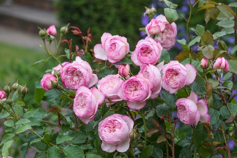 ザ・ミル・オン・ザ・フロス（Austulliver）（大苗）7号鉢植え