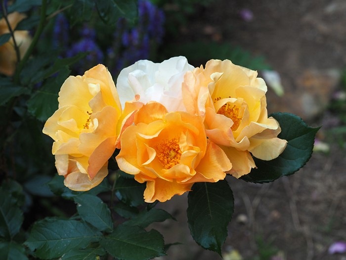 ランウェイ（大苗）7号鉢植え バラ苗 《契約品種》 返り咲き（シュラブ