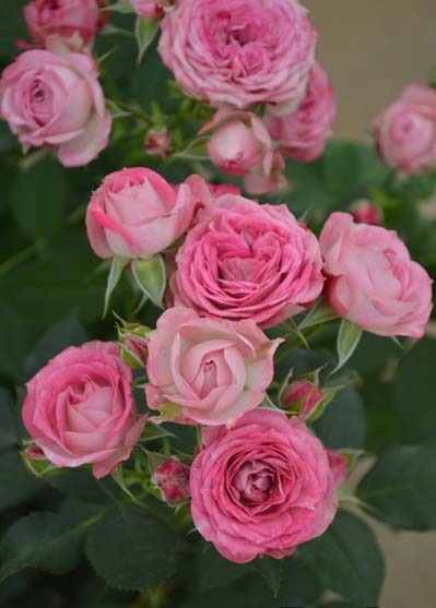 デュエット・バルコニア（大苗）7号鉢植え バラ苗 《農林水産省 登録