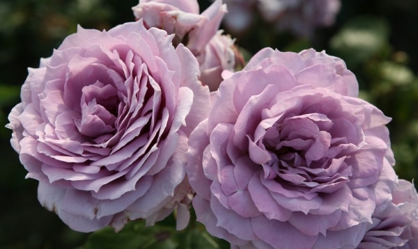 バラ苗 アルンウィック 濃厚なラズベリー香 廃版品種8号鉢 【公式通販】