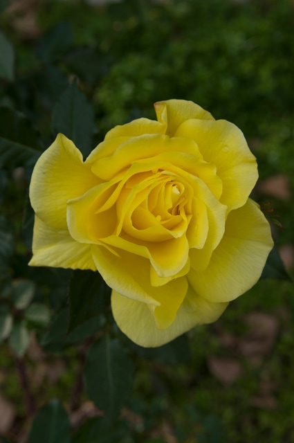 フリージア（大苗）7号鉢植え バラ苗 四季咲き中輪房咲き系