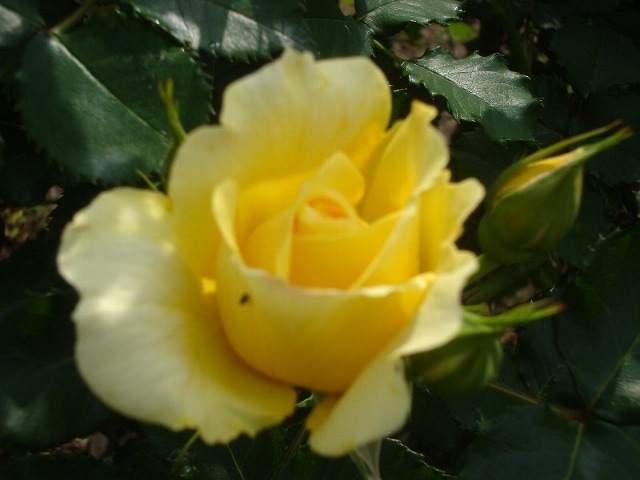 フリージア（大苗）7号鉢植え バラ苗 四季咲き中輪房咲き系