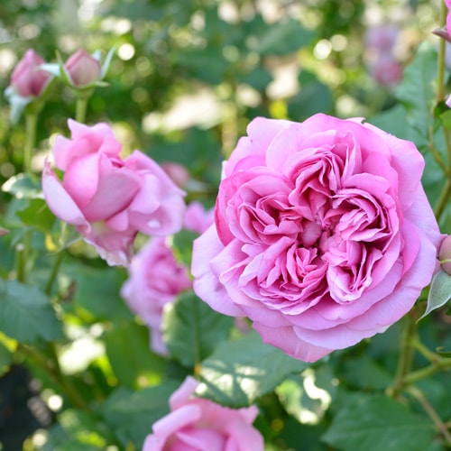 ローズ・ポンパドゥール(大苗）7号鉢植え バラ苗 《農林水産省 登録