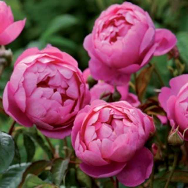 ロイヤル・ジュビリー（Auspaddle）（大苗）7号鉢植え バラ苗 《農林