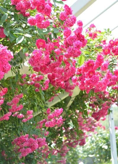 スーパーエクセルサ（大苗）7号鉢植え バラ苗 Super Ecelsa ピンク