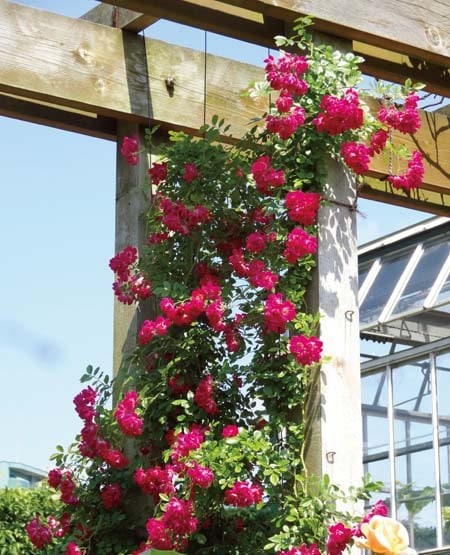 スーパーエクセルサ（大苗）7号鉢植え バラ苗 Super Ecelsa ピンク