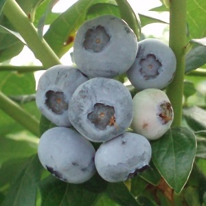 レガシー【NH系ブルーベリー】2年生苗相当