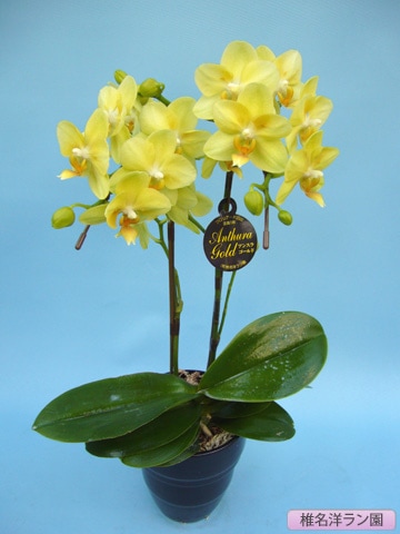 胡蝶蘭（ミディー）アンスラゴールド又はカーリー 2本 【椎名洋ラン園