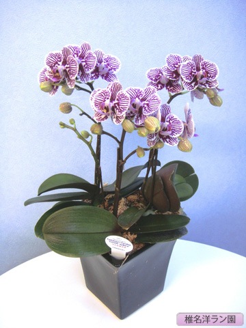 胡蝶蘭（テーブル）リトルゼブラ 3本 【椎名洋ラン園 SN-20】 | すべて