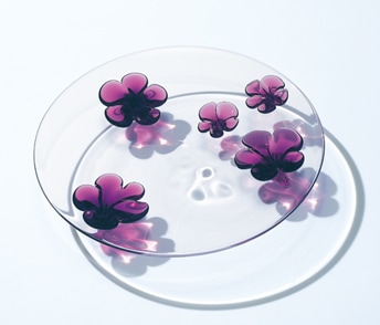 カメリア：プレート (28cm) | 平皿 | Sghr