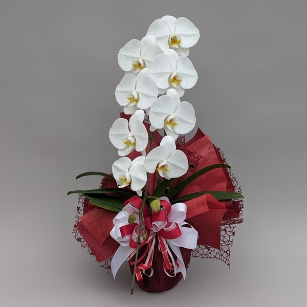 願掛け胡蝶蘭】 白 1本立ち 10輪以上（つぼみ含む）ラッピング付き