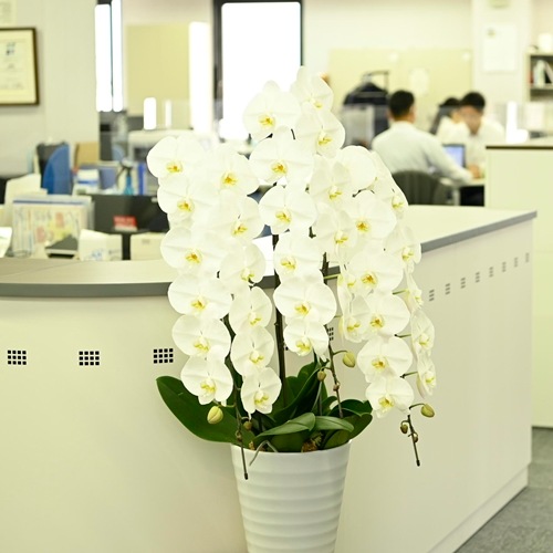 大輪 胡蝶蘭 白 3本立ち スタンダード | シーンから選ぶ | sigasiga
