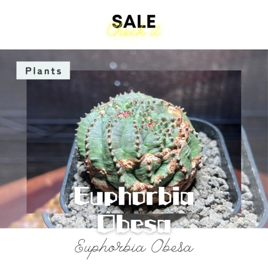 Euphorbia Obesa (ユーフォルビア・オベサ),綴化・モンストローサ