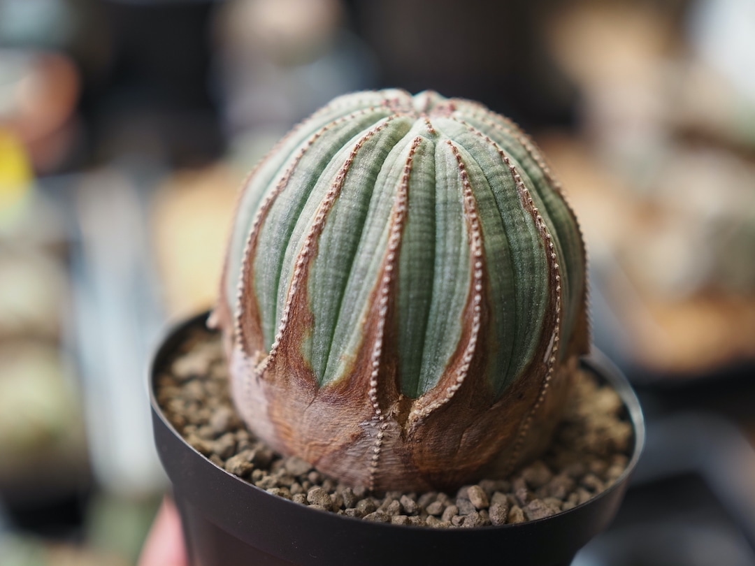 多稜オベサ】 輸入株 ユーフォルビア・オベサ | Euphorbia Obesa
