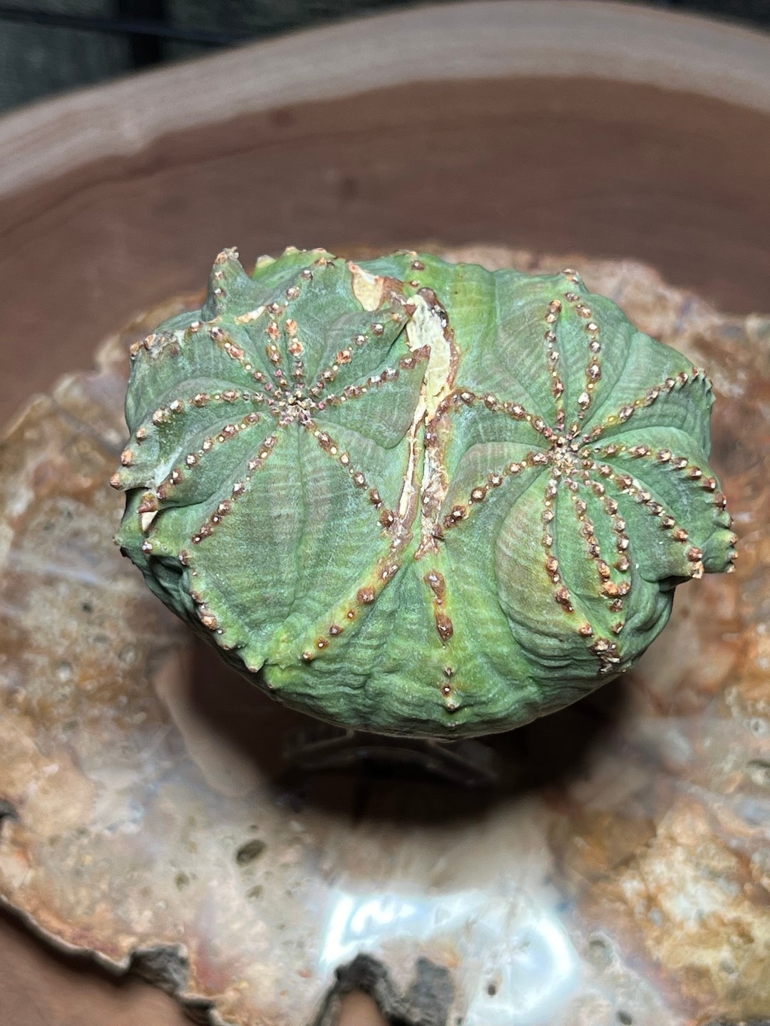 モンスト成長点双頭】輸入株 ユーフォルビア・オベサ | Euphorbia