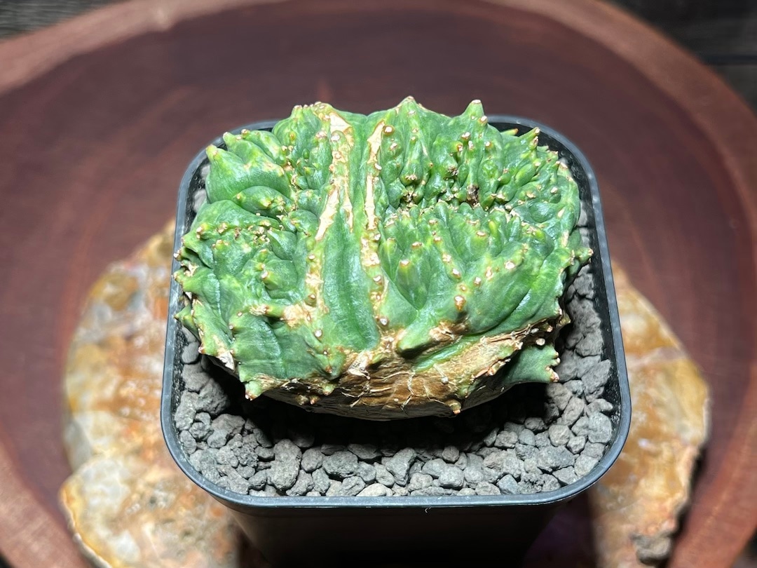 綴化2頭木質化】輸入株 ユーフォルビア・オベサ | Euphorbia Obesa