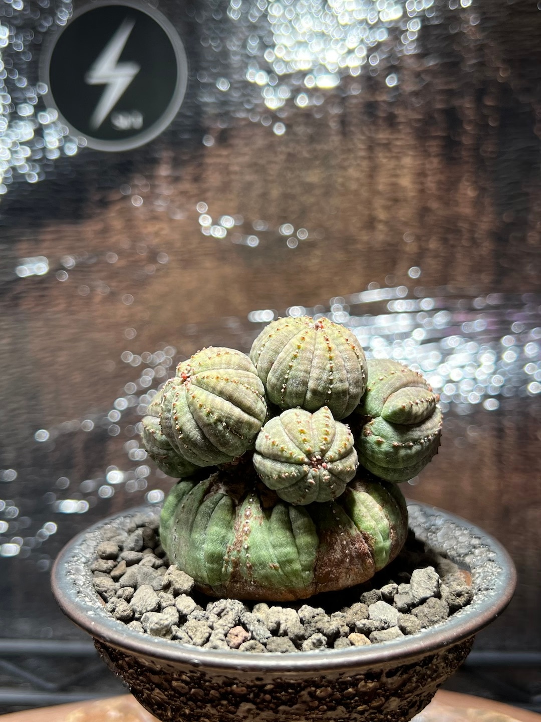 成長点潰れ 美形大家族】輸入株 ユーフォルビア・オベサ | Euphorbia