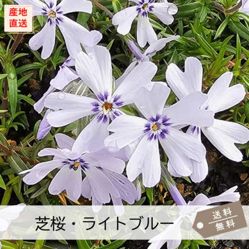 芝桜・植物苗・ガーデニングの専門店 【お台場ガーデンクラブ】