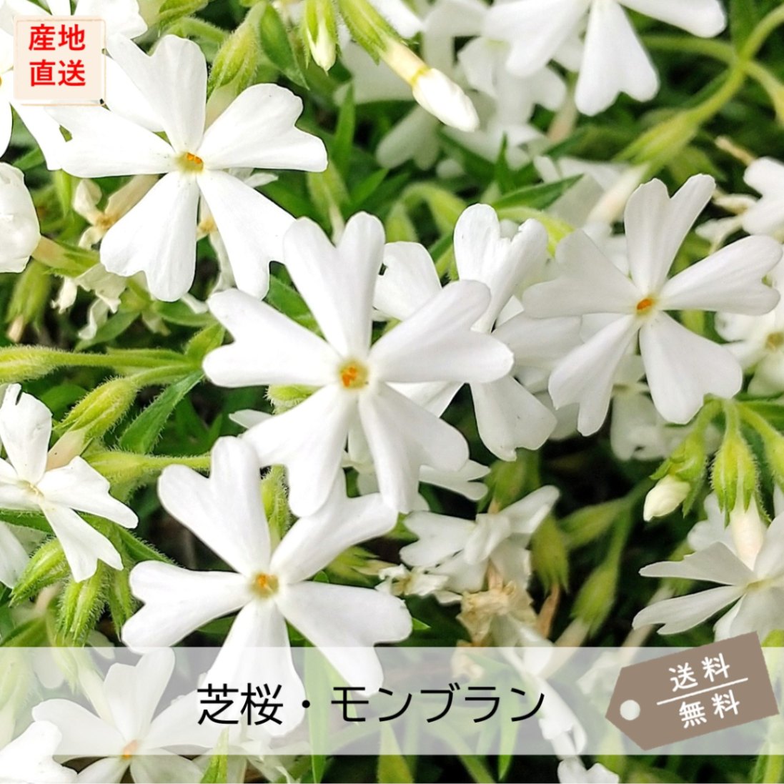 芝桜・植物苗・ガーデニングの専門店 【お台場ガーデンクラブ】