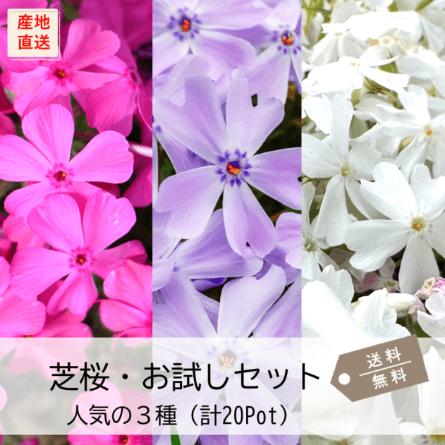 芝桜を選ぶ,芝桜一覧（全13品種） | 芝桜専門店「お台場ガーデンクラブ」
