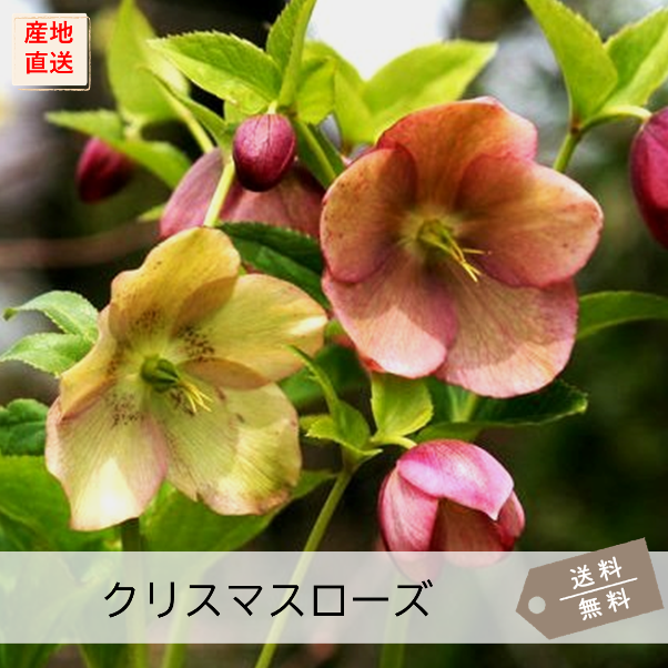クリスマスローズ（花色Mix） | 花の咲く植物 | 芝桜専門店「お台場