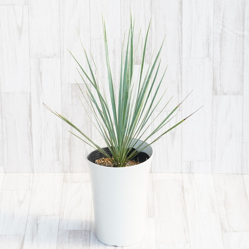 ユッカ・ロストラータ「ブルー・ベルベット」 7号鉢 | | ドライ